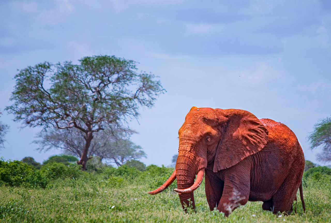 éléphant rouge du Sénégal en Afrique