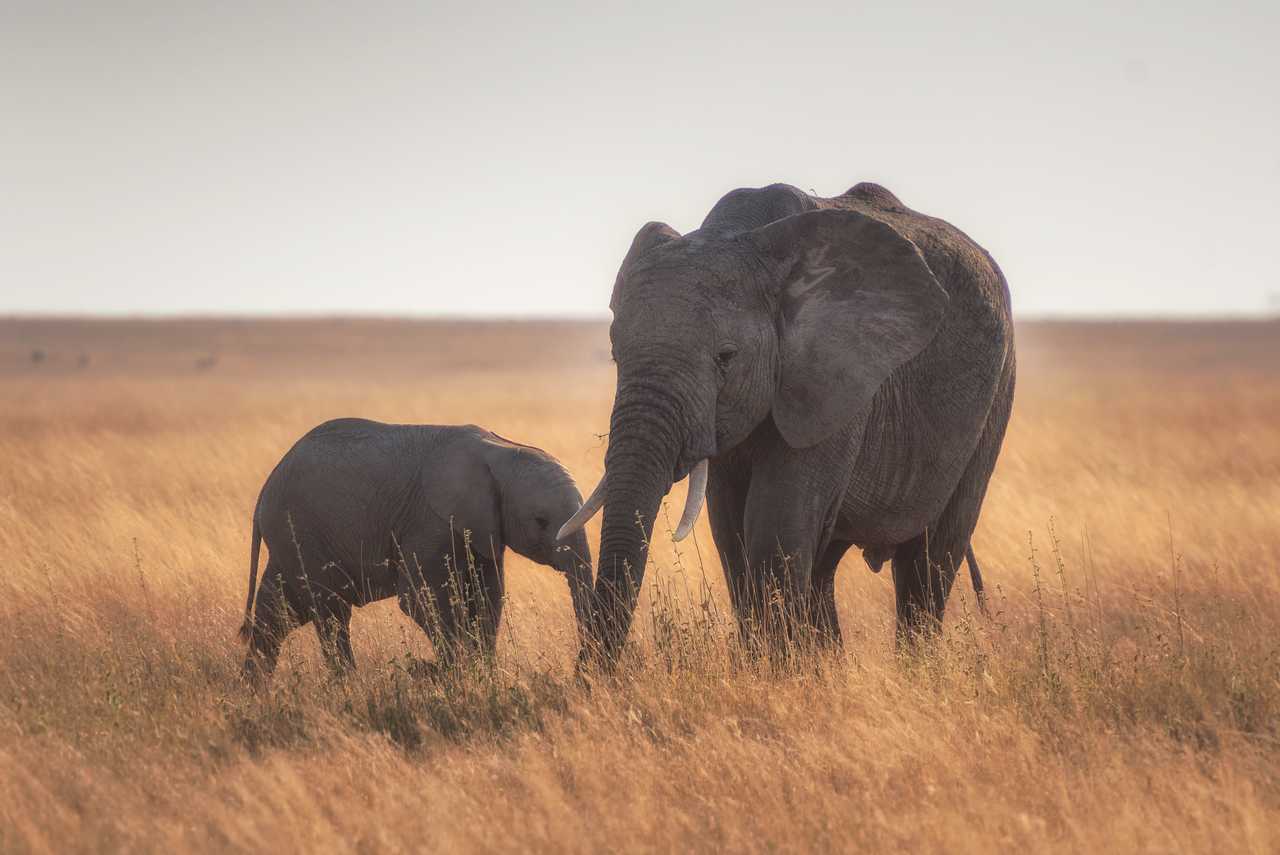 Eléphante avec son éléphanteau  dans une réserve naturelle en Tanzanie