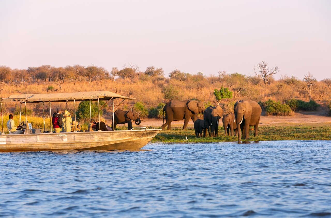 Eléphants au bord d'une rivière dans le parc national de Chobe au Botswana