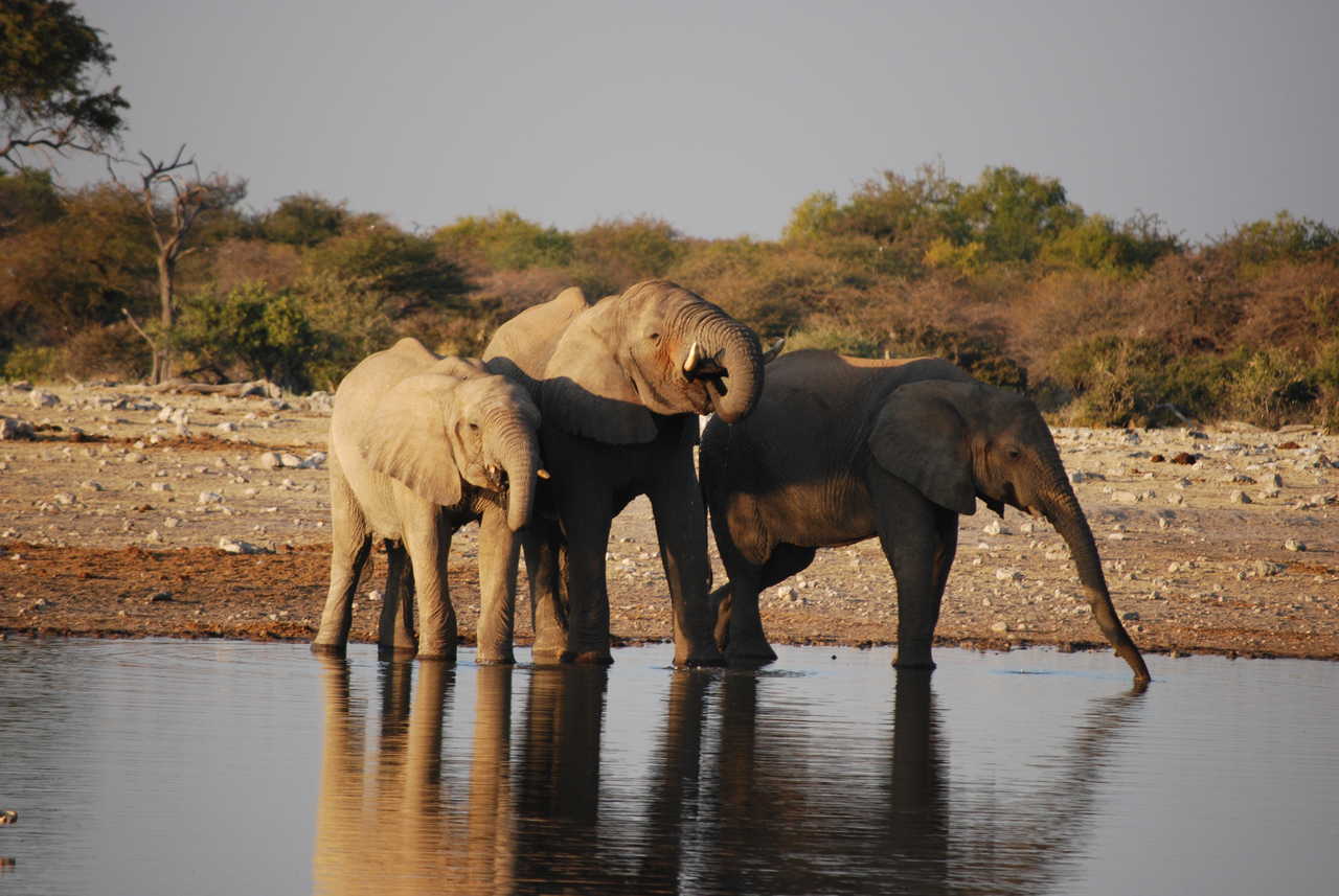 Éléphants au bord d'une rivière en Namibie