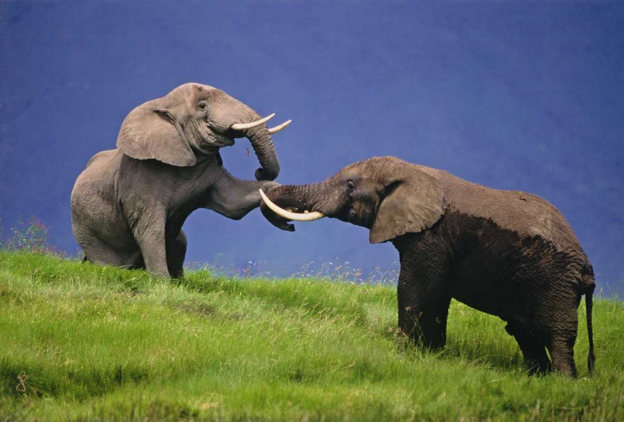 Elephants au Parc de Manyara en Tanzanie