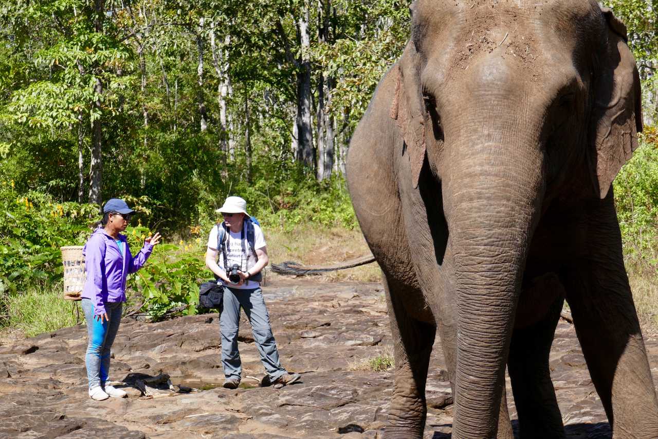 Eléphants dans le Mondolkiri Cambodge