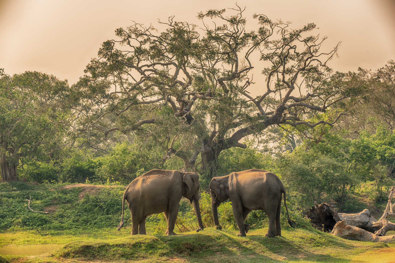 éléphants dans le parc national de Yala