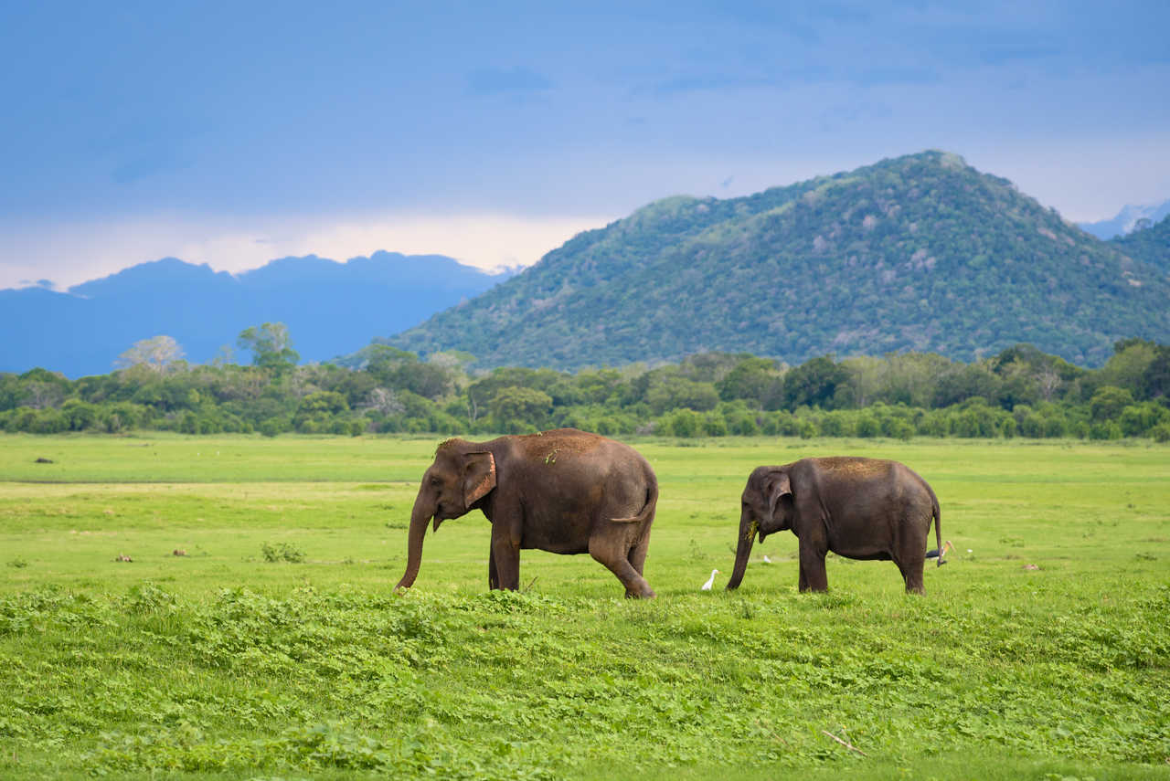 Eléphants dans le parc national d'Udawalawe au Sri Lanka