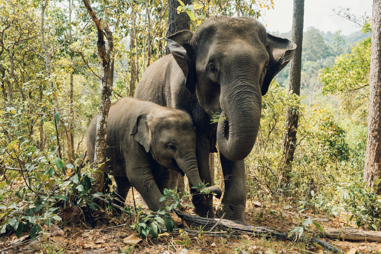 Elephants dans un sanctuaire de protection