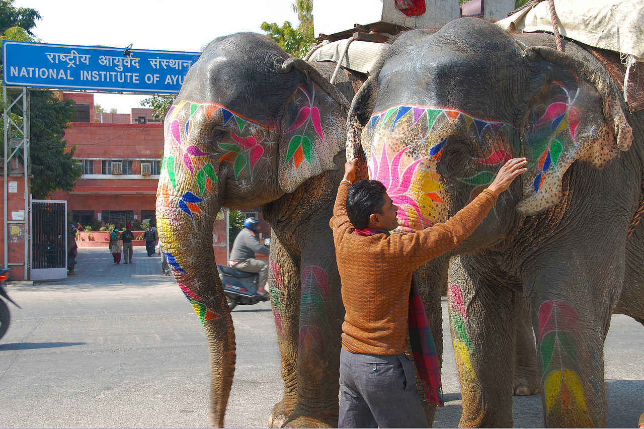 elephants décorés de peintures colorées, Rajasthan