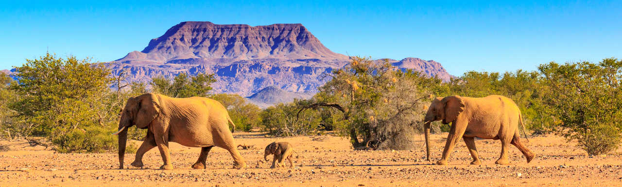 Eléphants et leur petit en Namibie