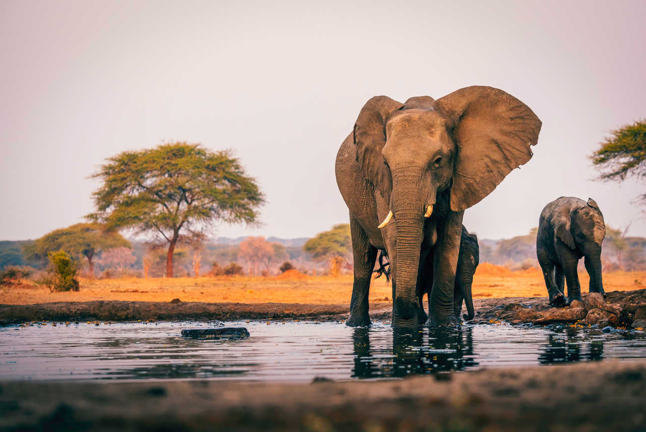 Éléphants qui boivent à Bodumatau au Botswana