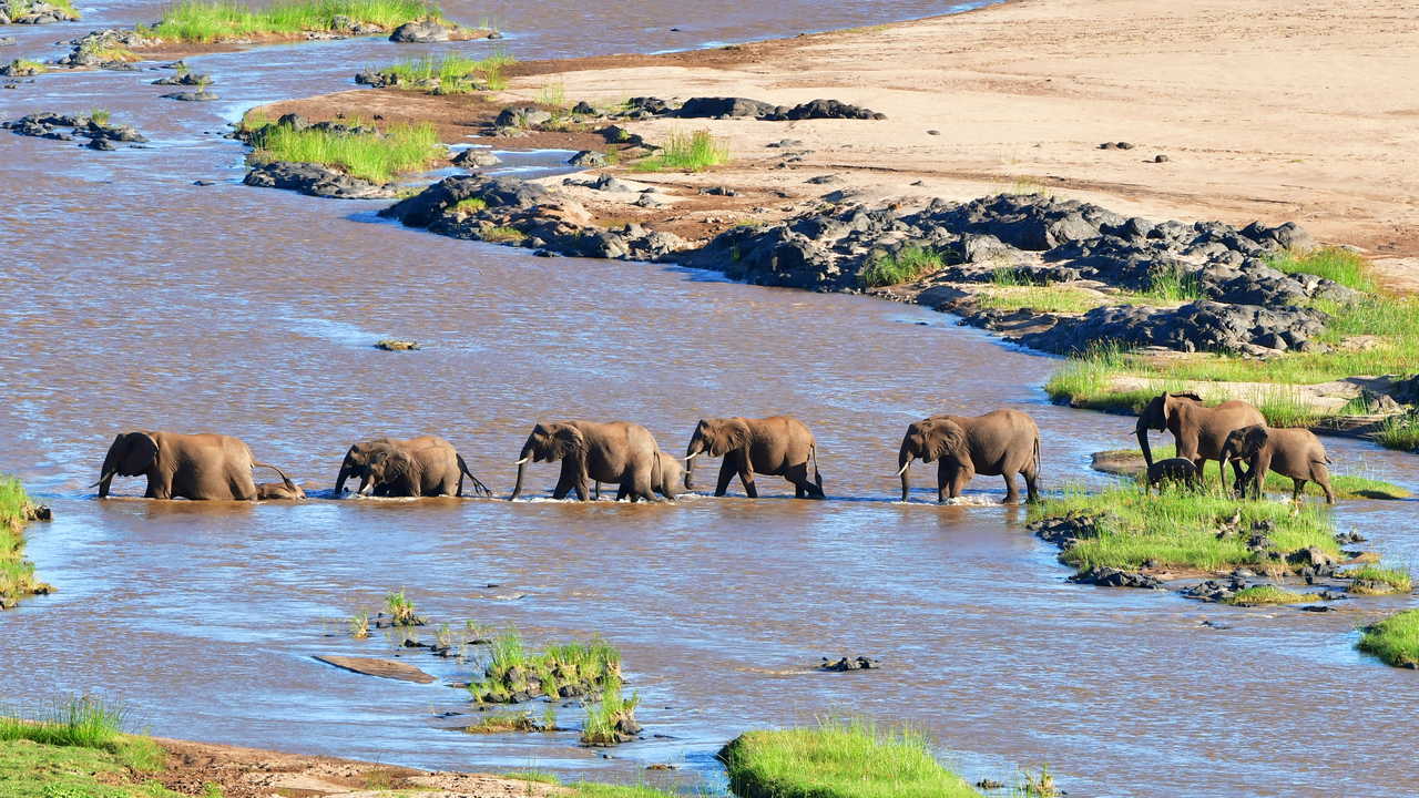 Eléphants traversant un rivière dans la parc de Serengeti