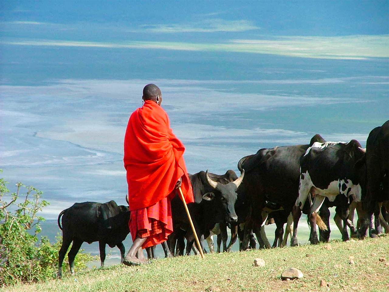 Eleveur masai et son troupeau dominant la plaine du Serengeti en Tanzanie