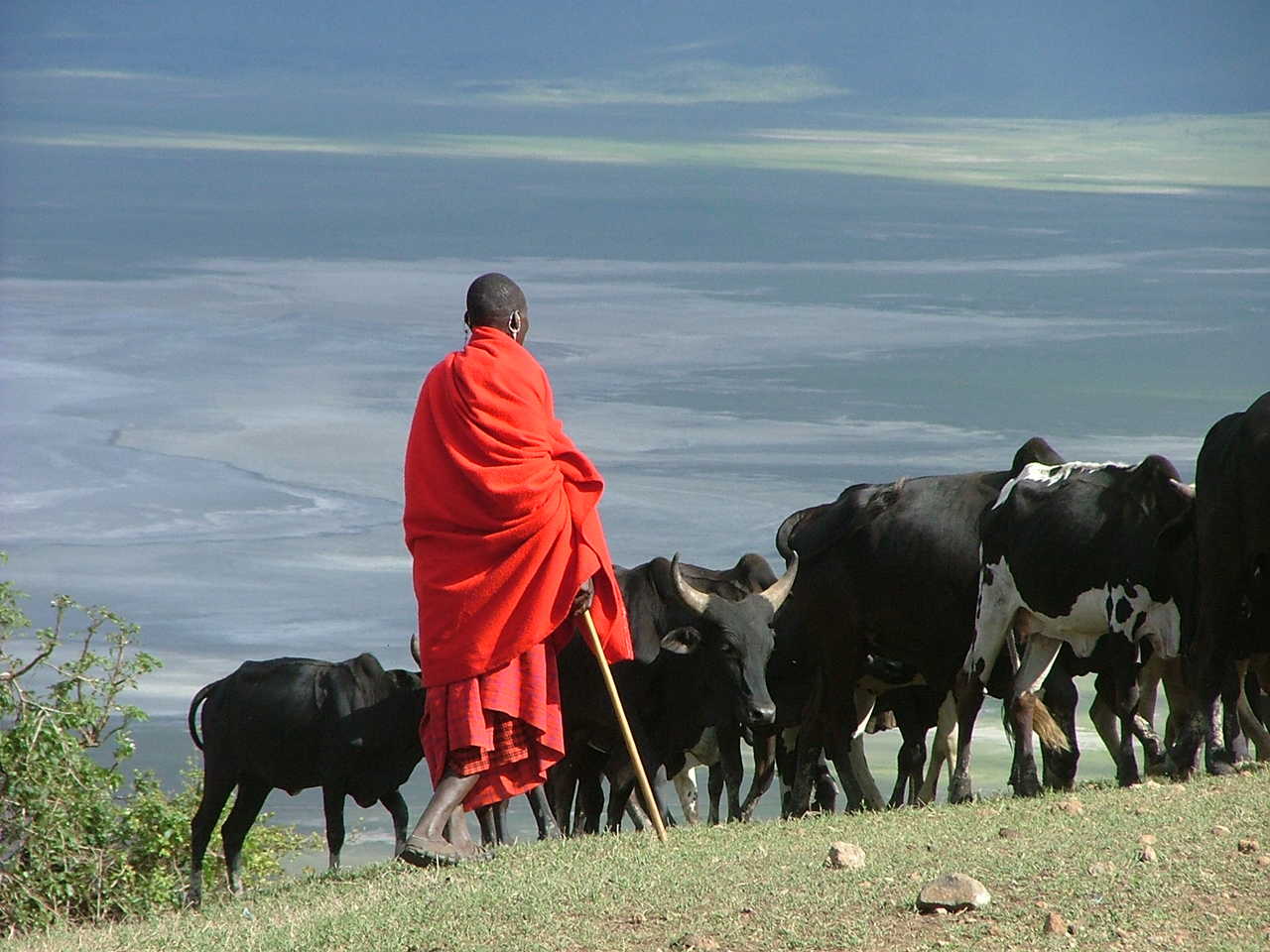 Eleveur masai et son troupeau dominant la plaine du Serengeti en Tanzanie