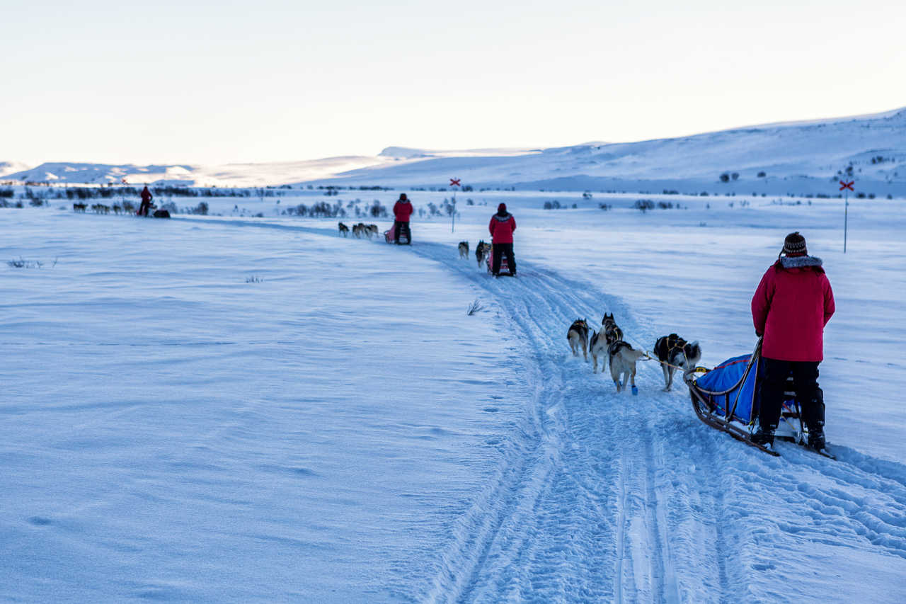 En chien de traîneau sur la Kungsleden en Laponie suédoise