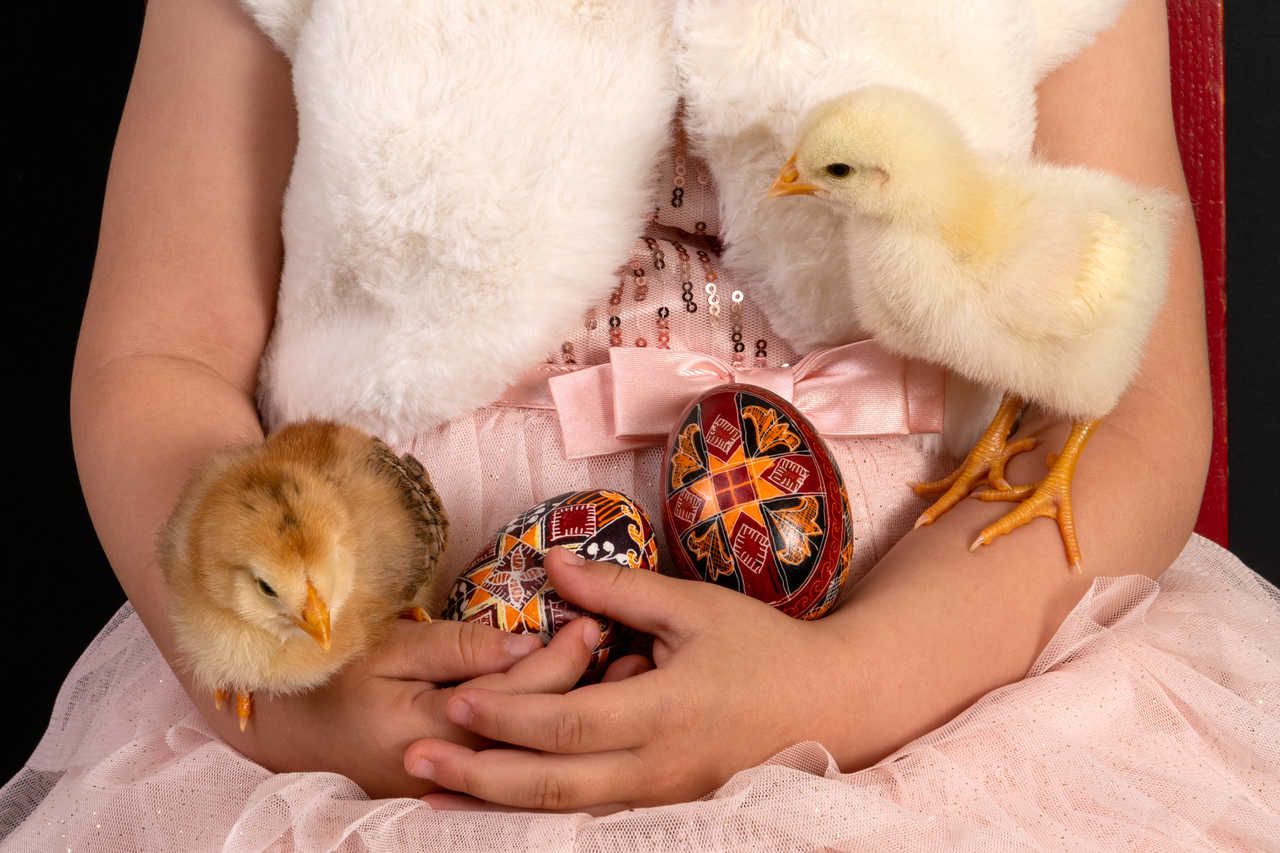 Enfant portant des poussins et des oeufs de Pâques décorés en Roumanie