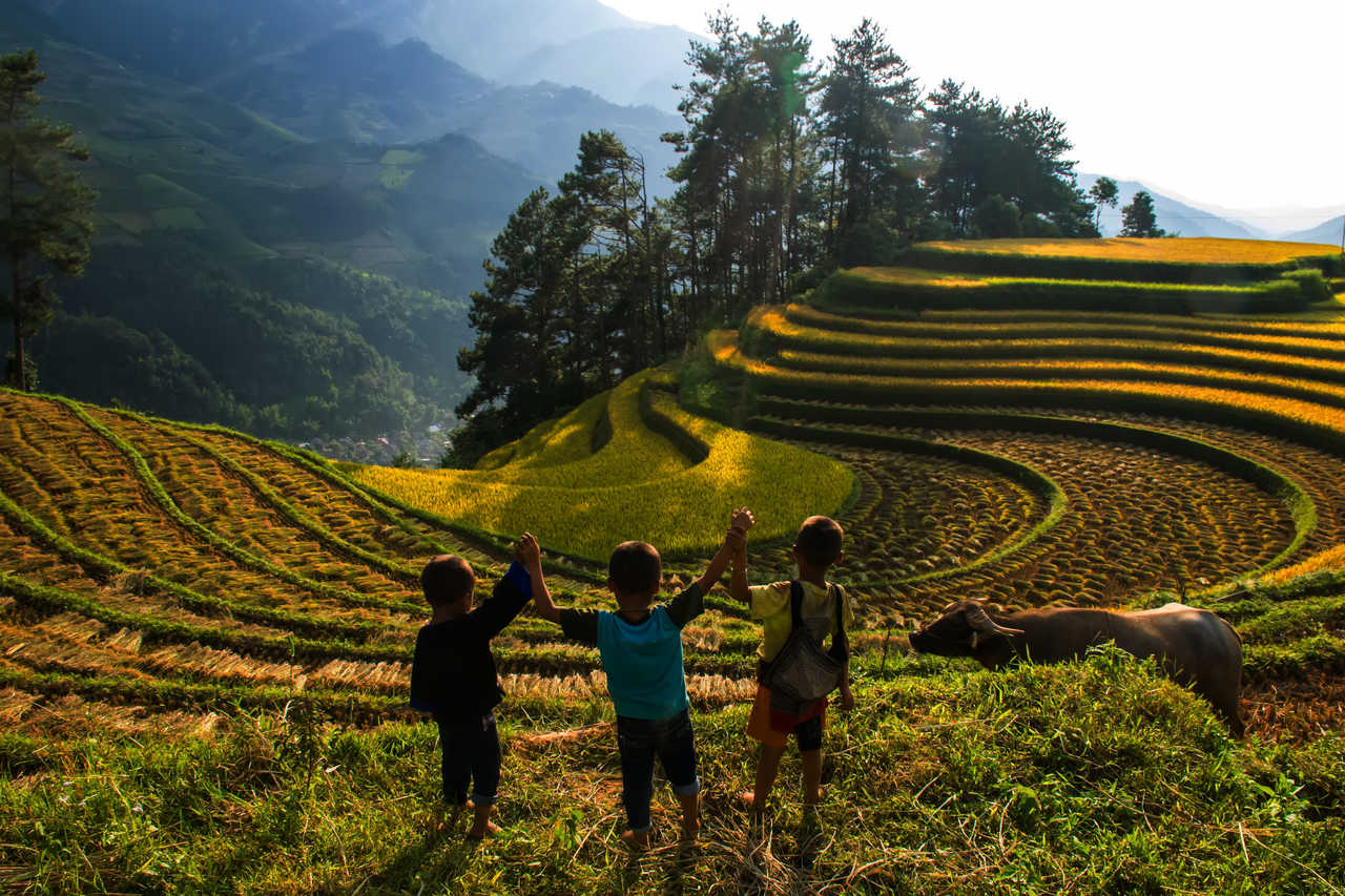 Enfants dans les rizières du Vietnam