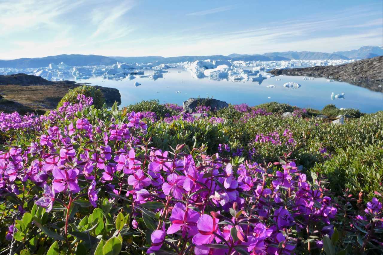 Epilobes arctiques, fleurs au Groenland