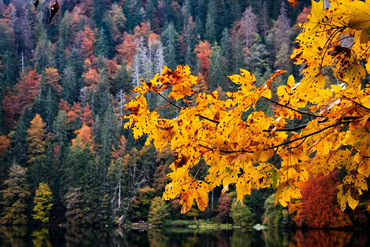 erables-colores-du-lac-feldsee