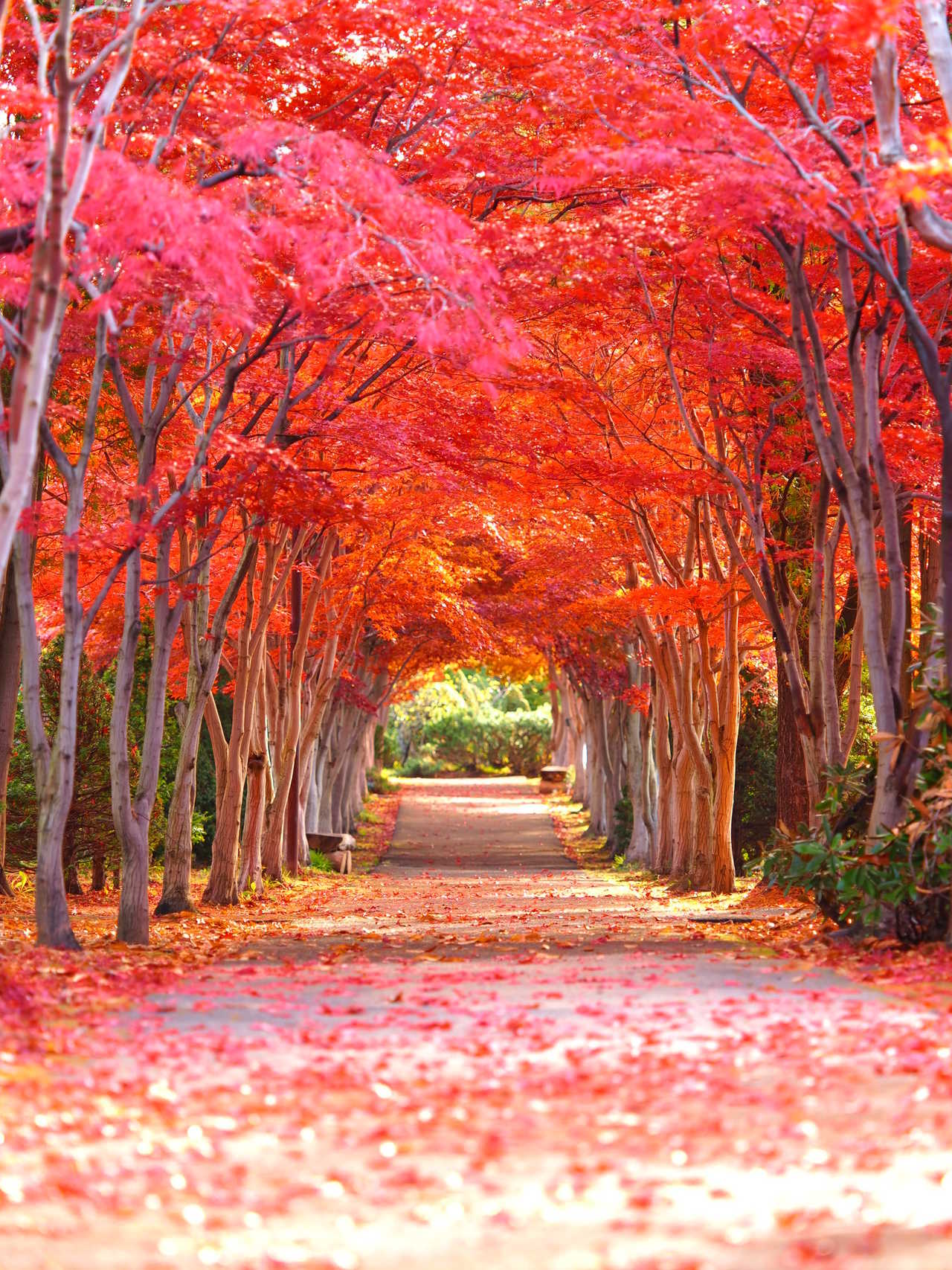 Erables rouges à l'automne au Japon