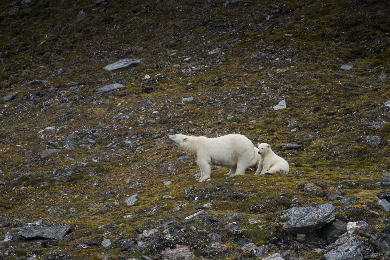 Expédition au Svalbard avec Valiente