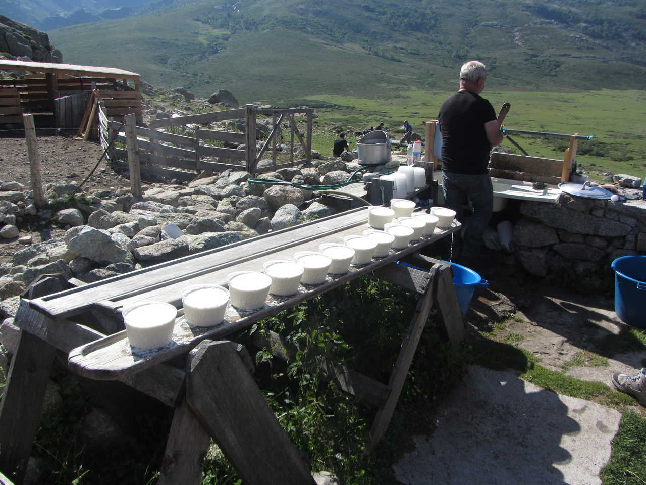 Fabrication du fromage de brebis dans une bergerie corse