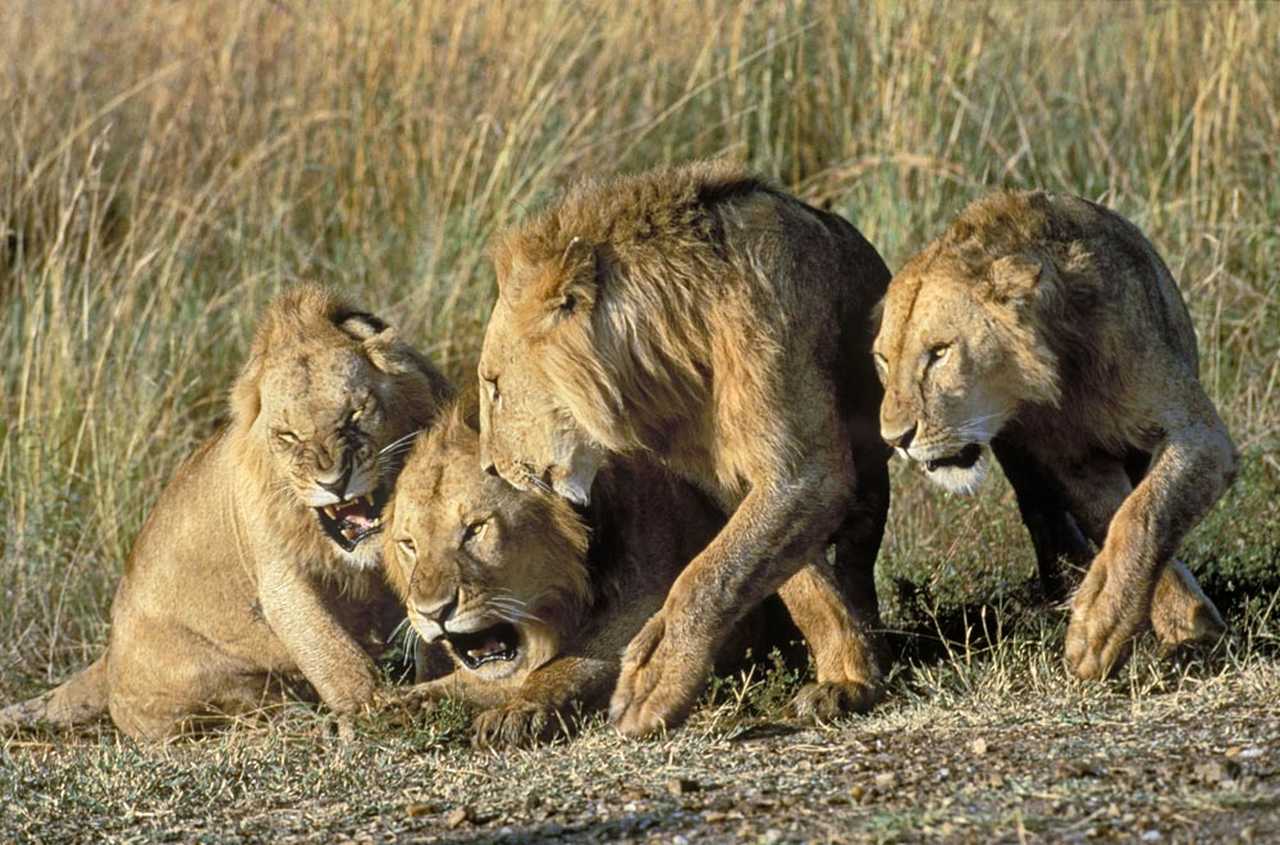Famille de lions dans la savane