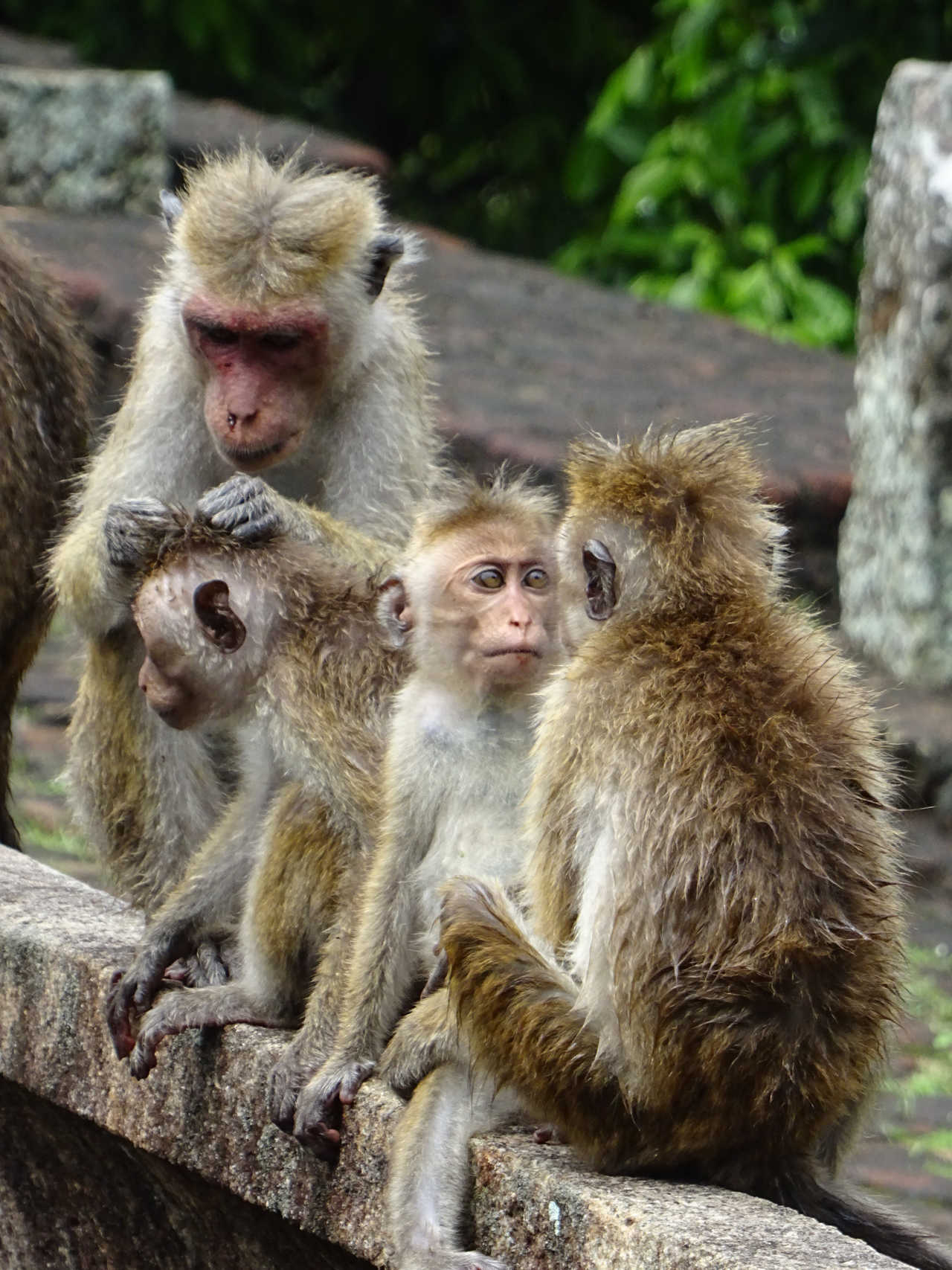 Famille de singes au Sri Lanka