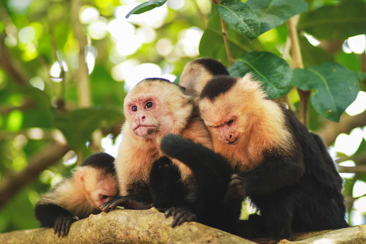 famille de singes capucins au Costa Rica