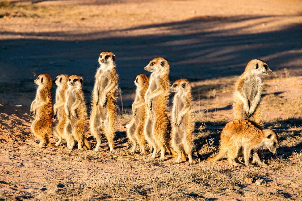 Famille de Suricate dans le parc national Kgalagadi en Afrique du Sud