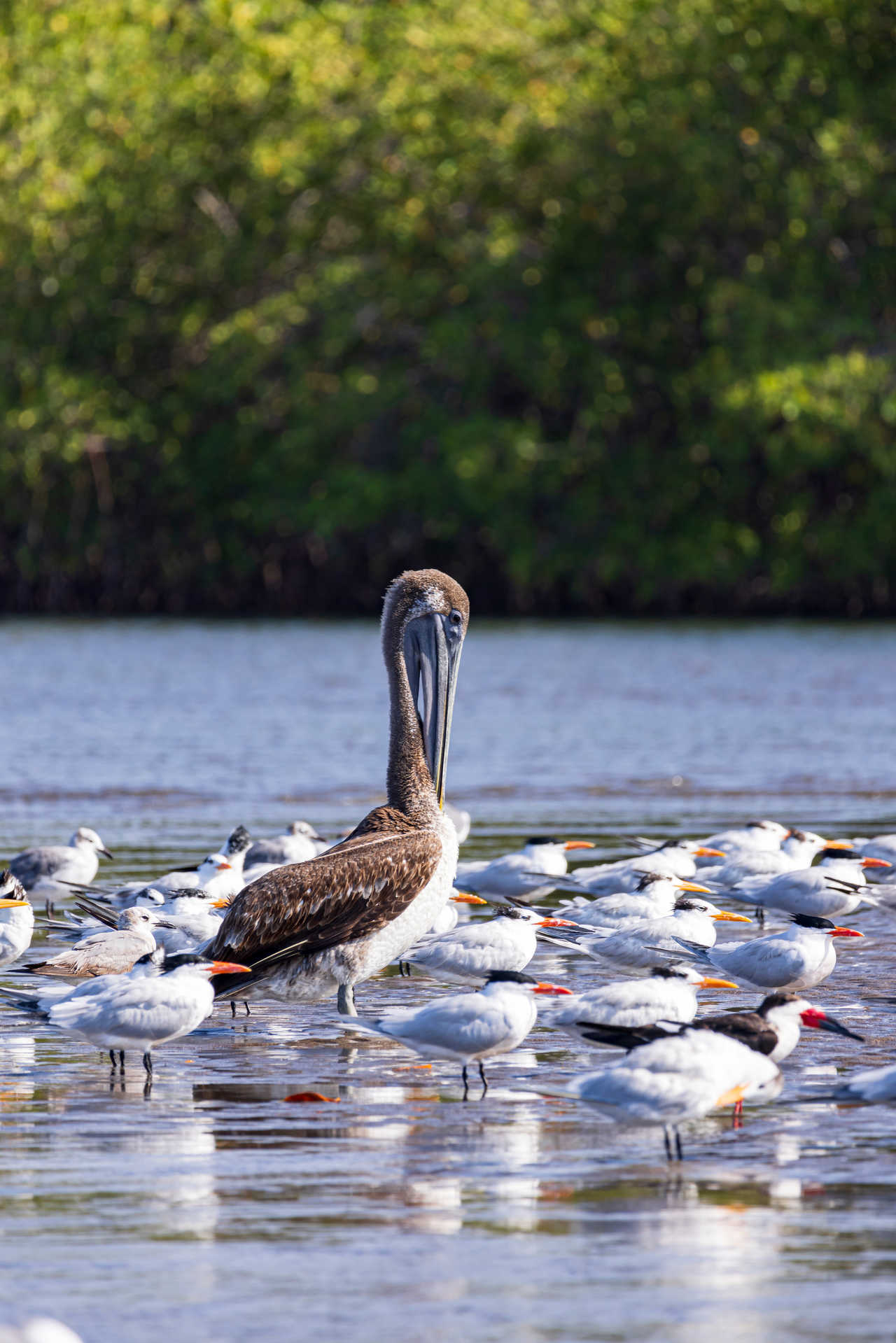 Faune de l'île Juan Venado, Nicaragua
