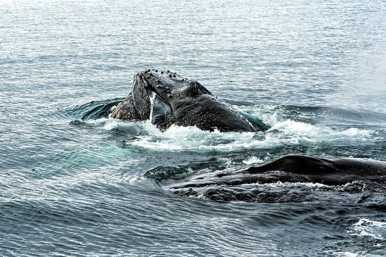 Faune péninsule Antarctique
