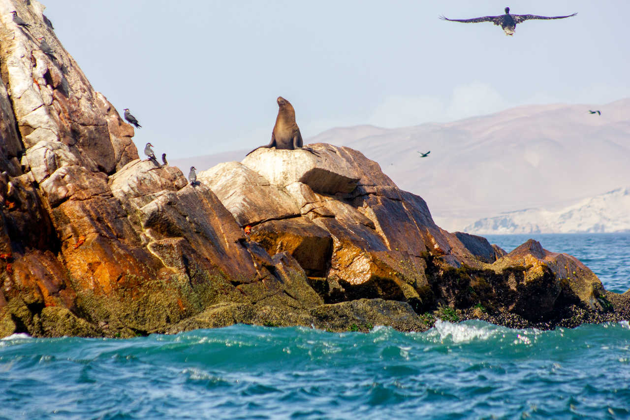 Faune sauvage des îles Ballestas au Pérou