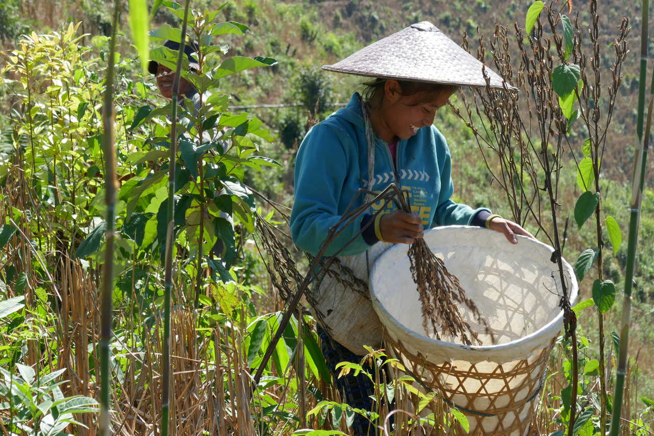 Femme laotienne qui récolte ses plantations au Laos