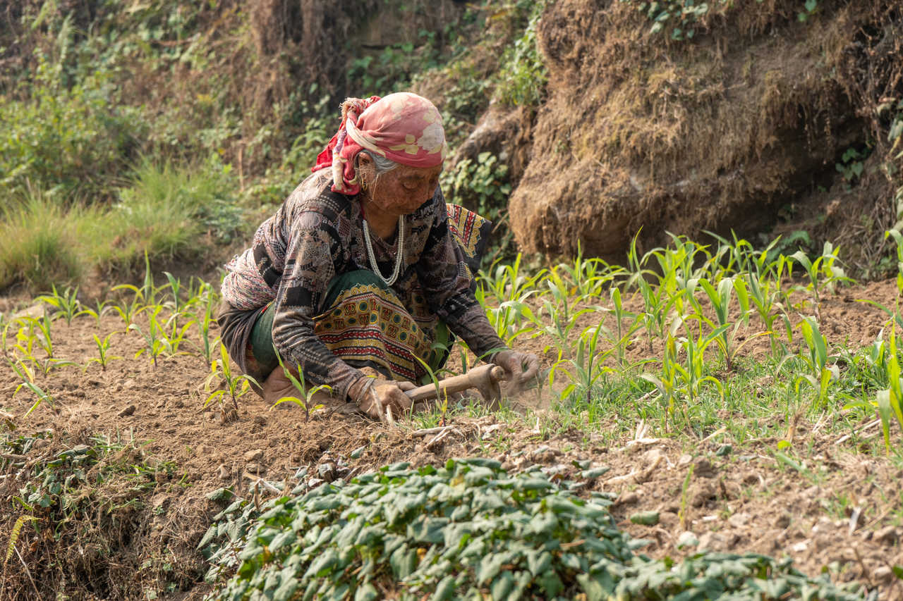 Femme népalaise qui travaille la terre au Népal