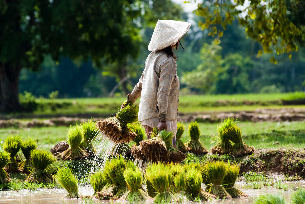femme qui cueille des plans de riz au Laos