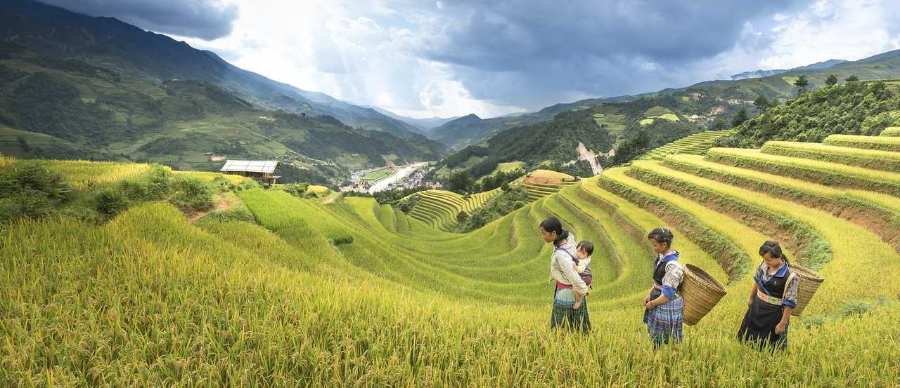 Femmes des minorités dans les rizières à Sapa au Vietnam