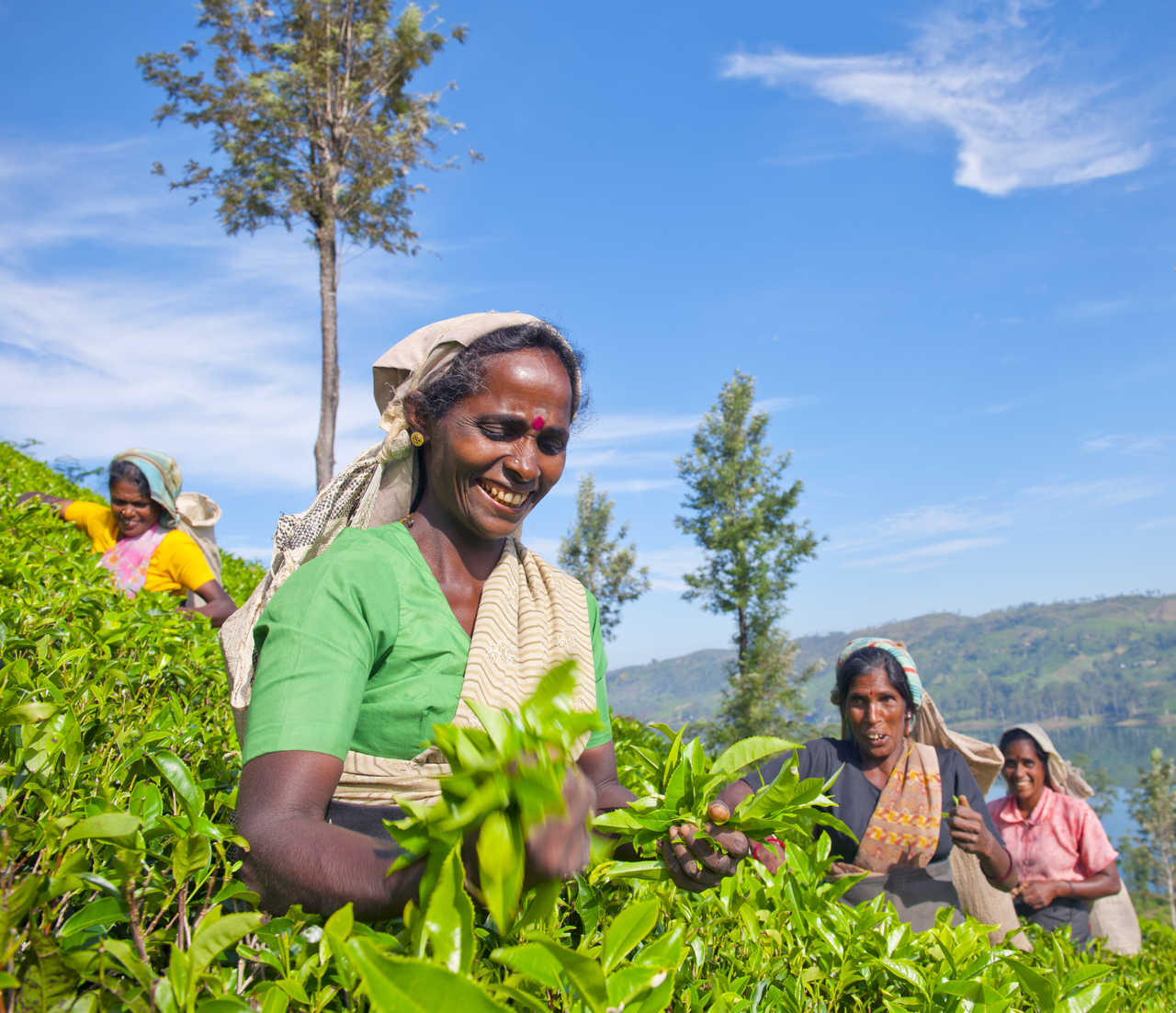 Femmes qui récoltent le thé dans les plantations