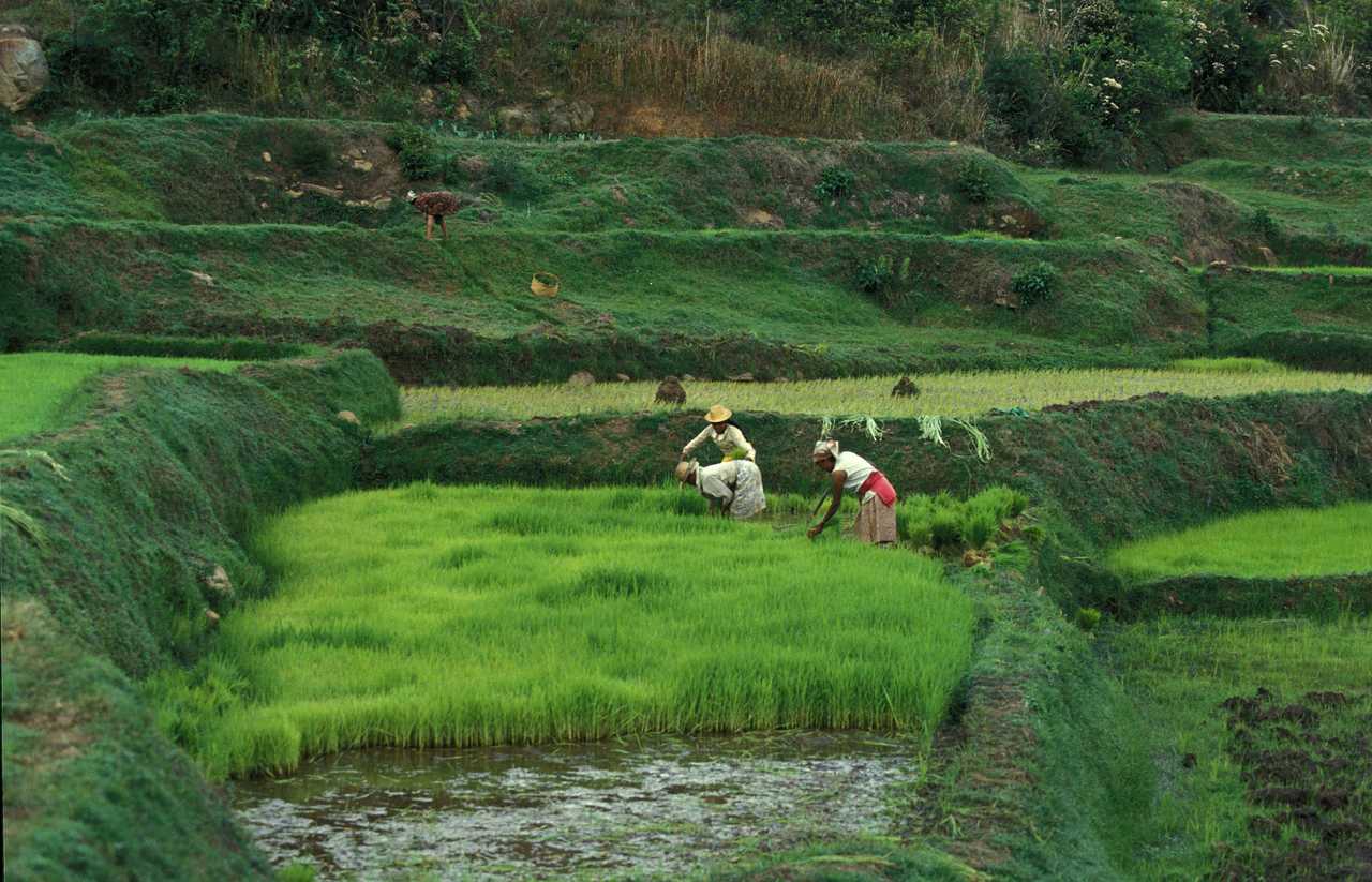Femmes travaillant dans les rizières à Madagascar