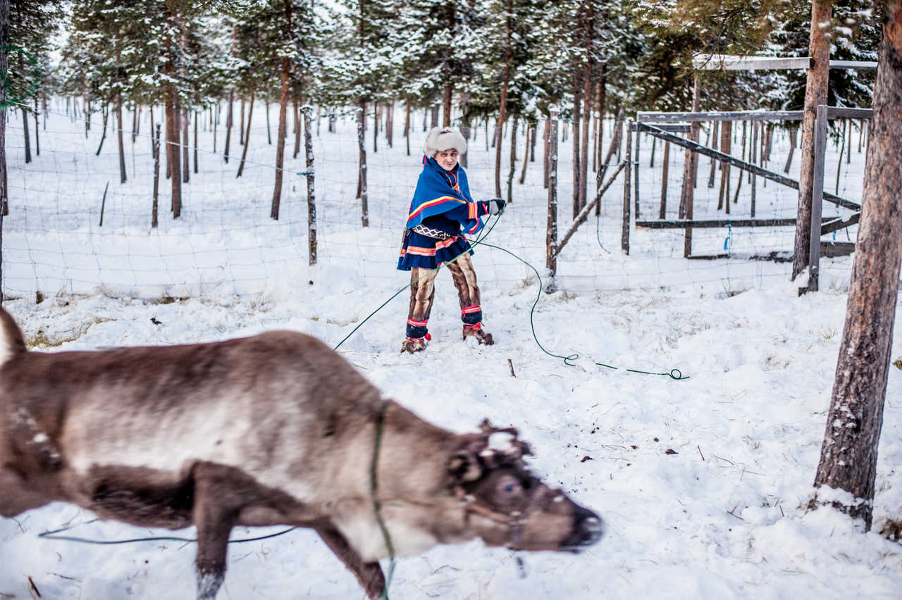 Ferme aux rennes en Laponie suédoise