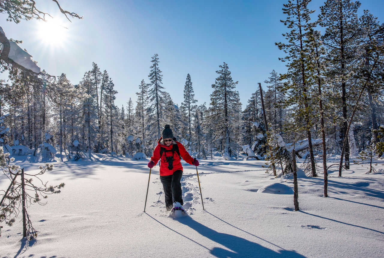 Finlande randonnée en raquettes forêt