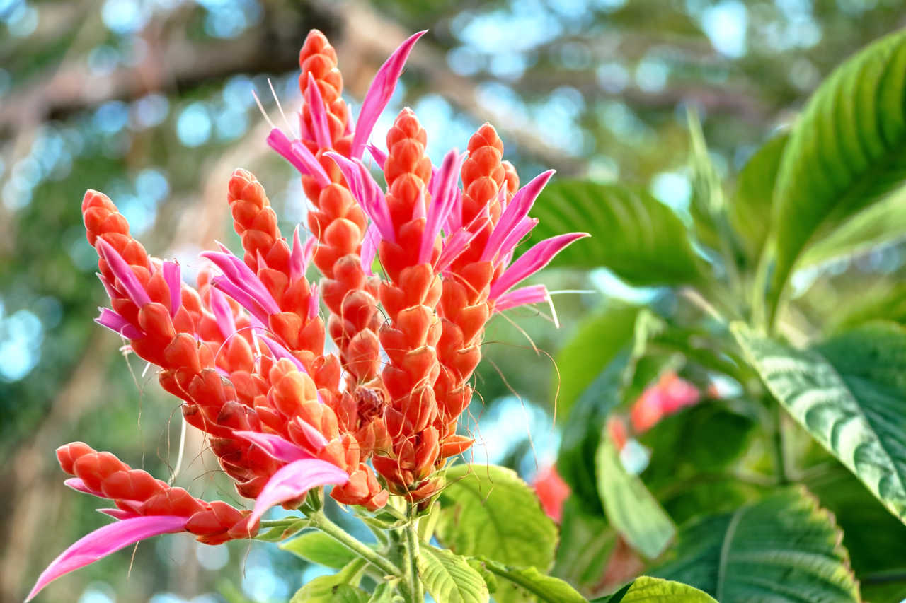 Fleur exotique de Guadeloupe