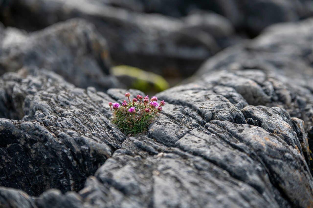 Fleurs à Inishbofin en Irlande