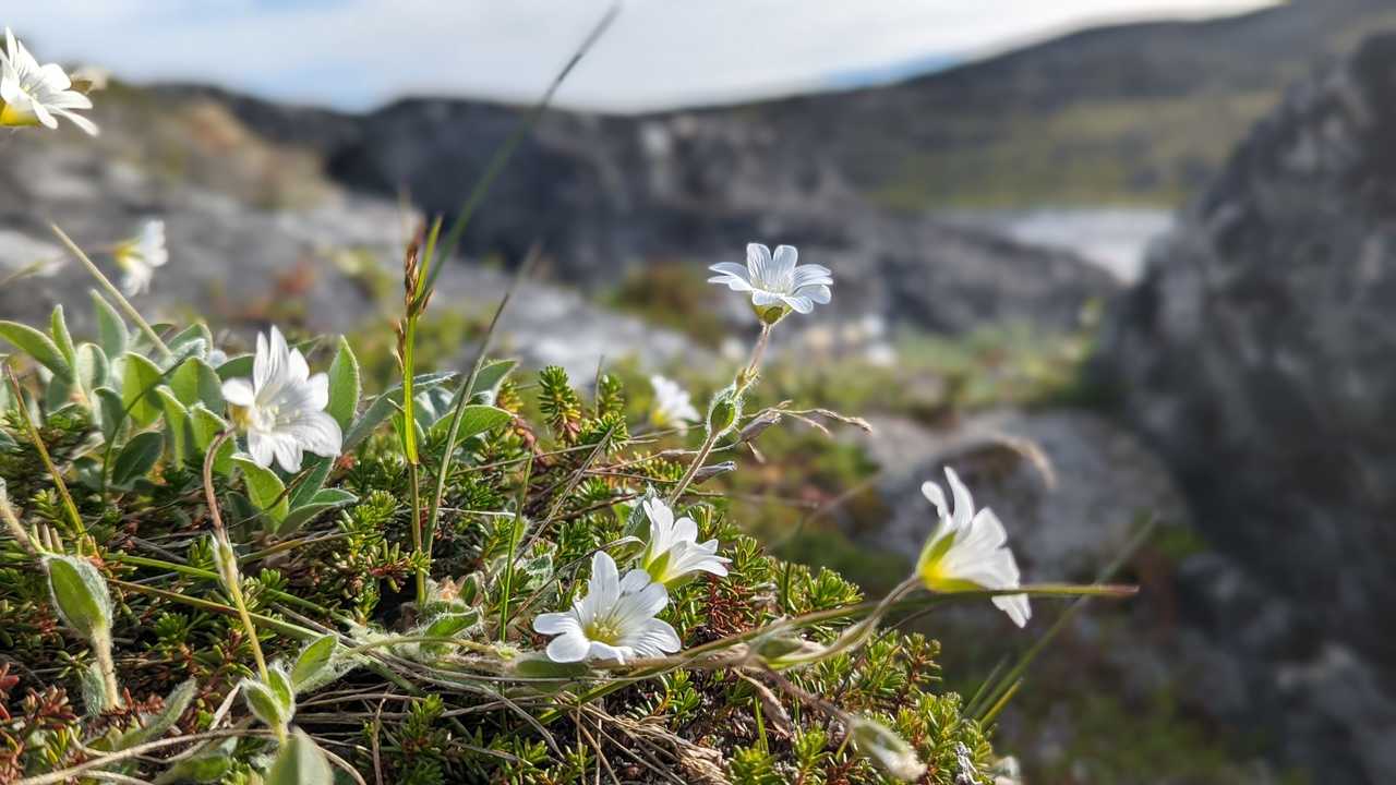 Fleurs dans la toundra au Groenland