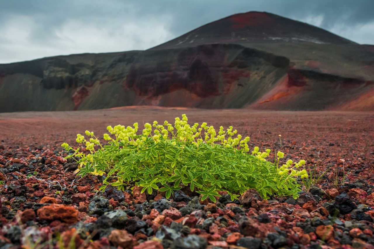 Fleurs jaunes dans un décor volcanique en Islande