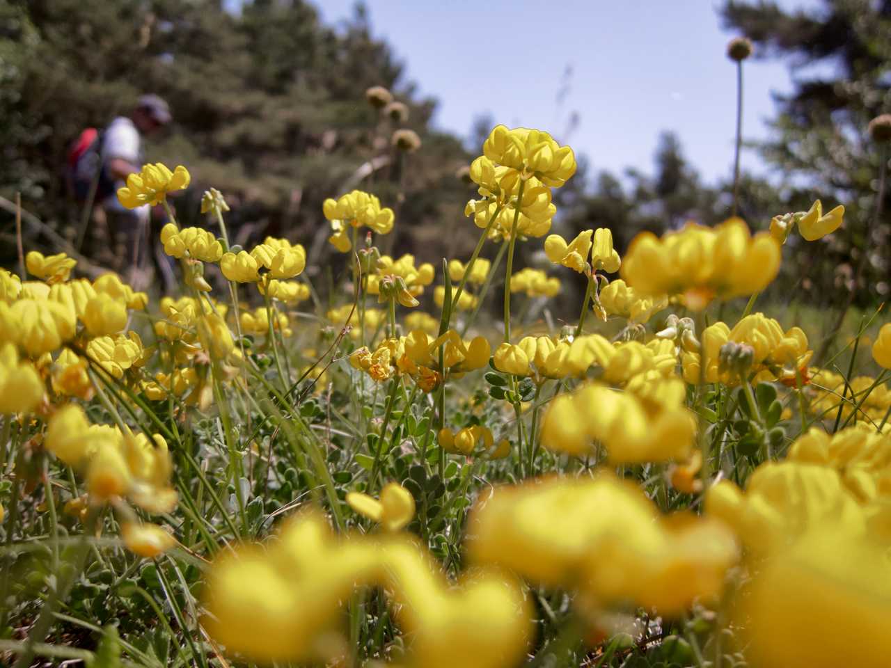 Fleurs sur le plateau causse du Larzac