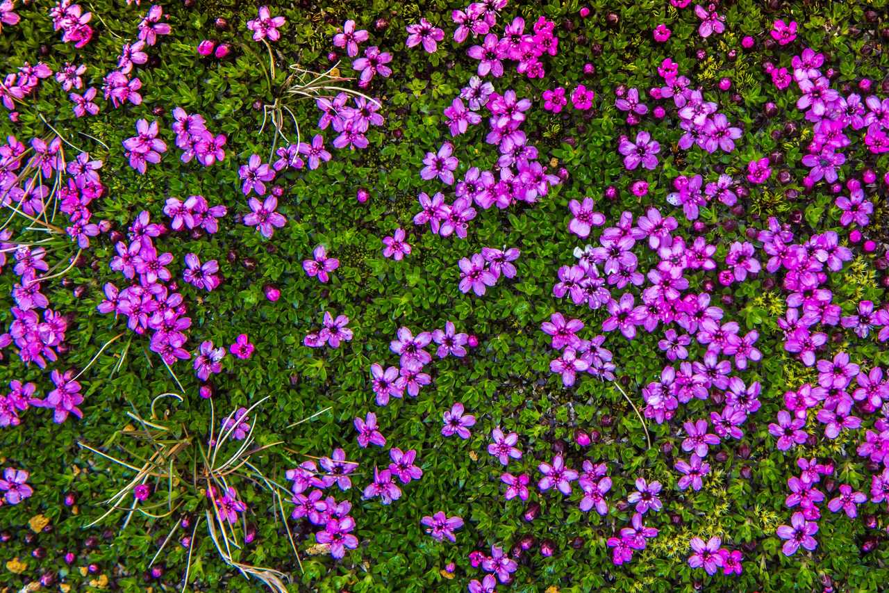Fleurs violettes en Islande