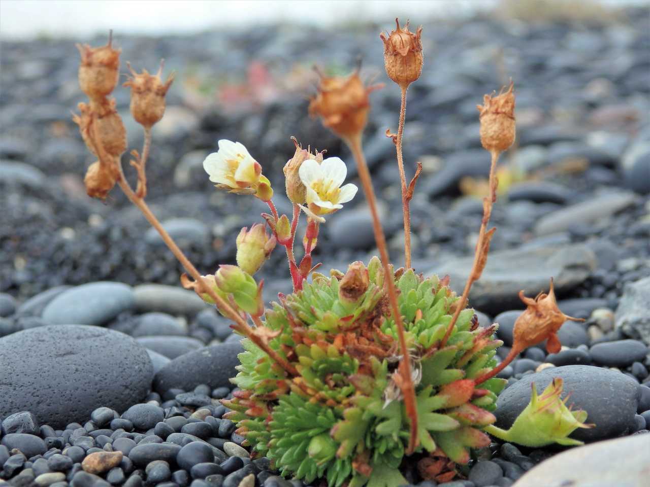 Flore en Islande