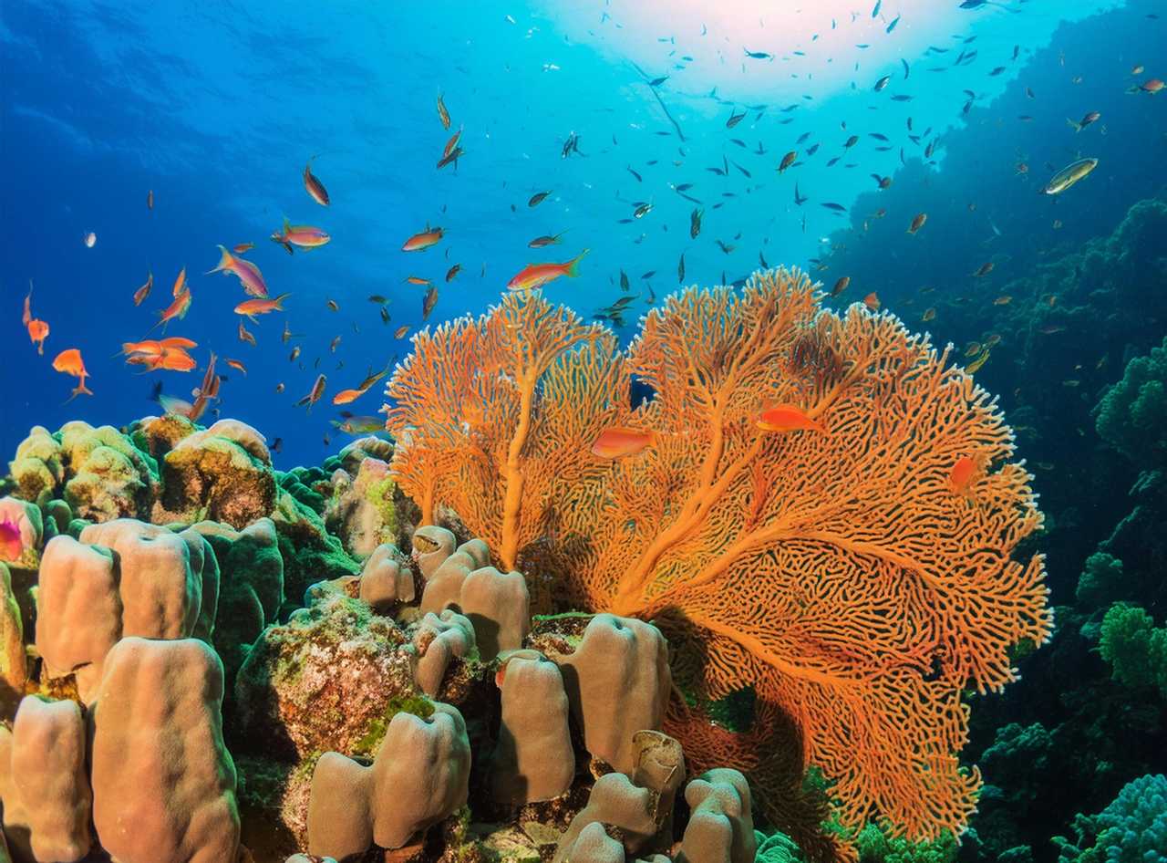 Fond marin Mer rouge