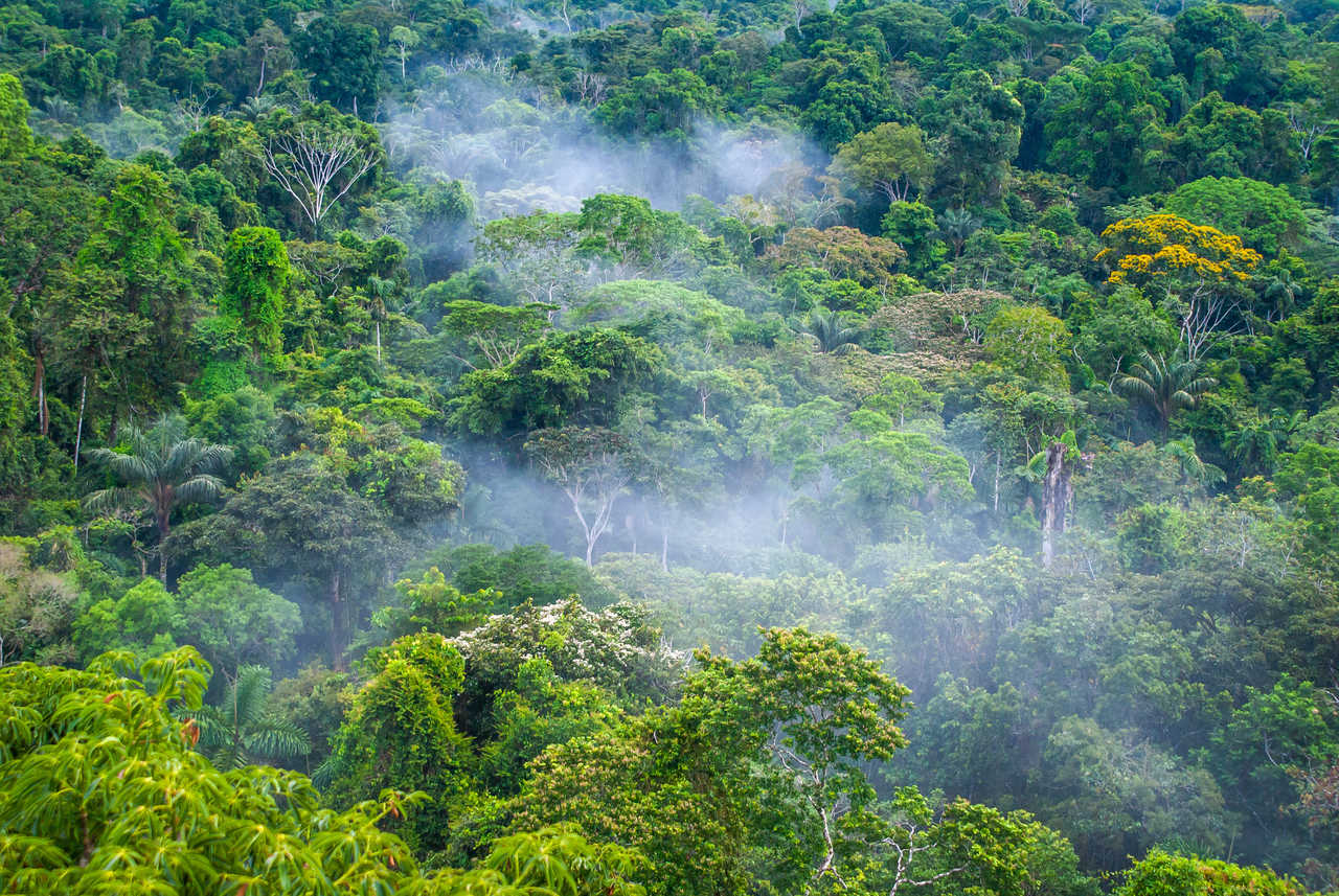 Forêt amazonienne en Equateur