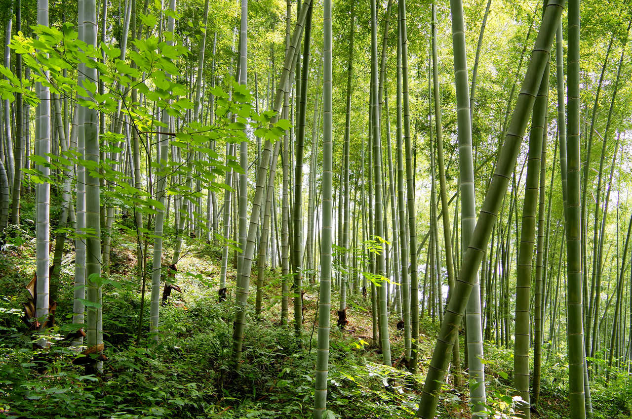 Forêt de bambou en Chine