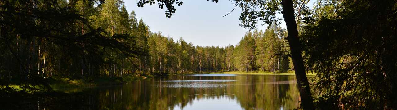 Foret de Finlande l'été