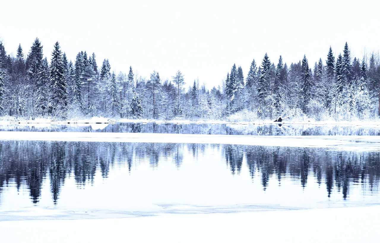 Forêt de Finlande, paysage Laponie